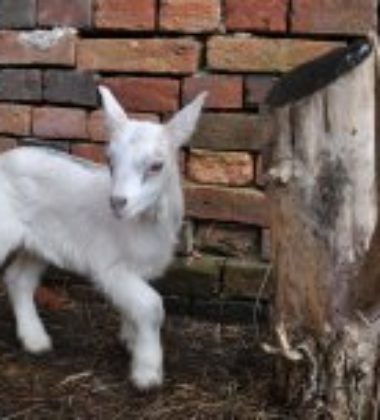 1866cdd276c5339c186bb822ac0a7c7a