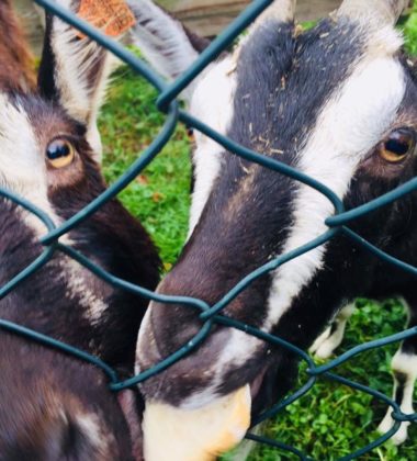 22281983_138610143425795_6575617749420943426_n (2)