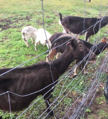 22308744_138580510095425_7126307482269156928_n (2)