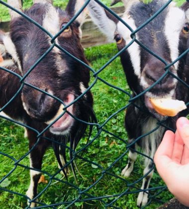 22405747_138610153425794_4627272422193712177_n (2)