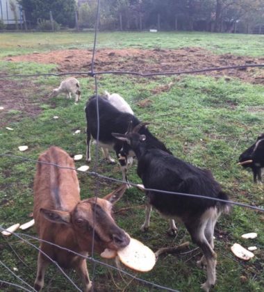 22406252_138580480095428_5280303340113918739_n (2)