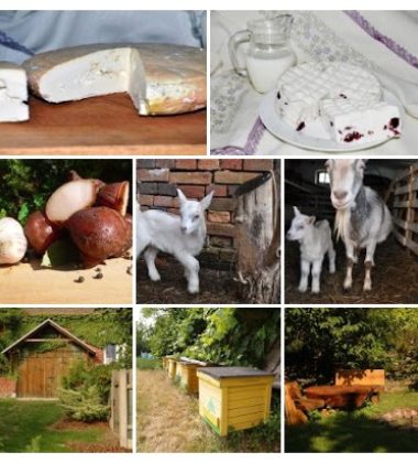 8525b23e49928c1cdd91c3680ac7e092-COLLAGE (2)