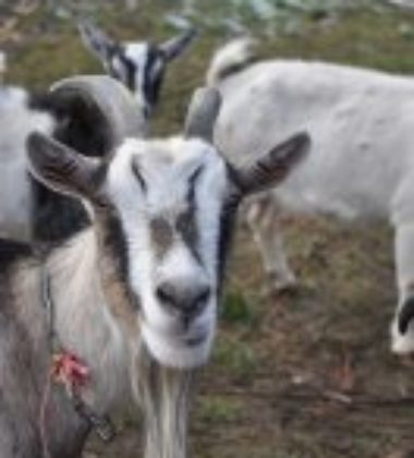 f528529dcda35607caa478d8ebfe513b