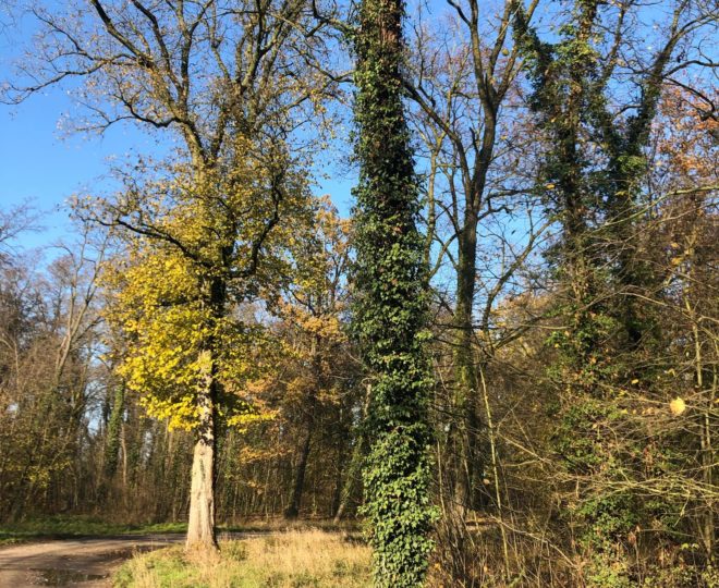 74624110_2559716017595309_8150472855373479936_n